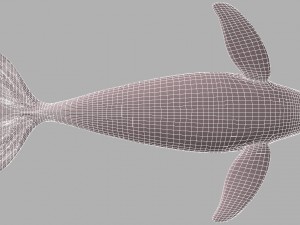 whale killer 3D Model