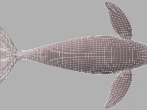 whale killer 3D Model