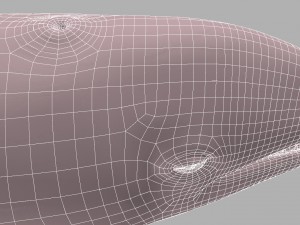 whale killer 3D Model