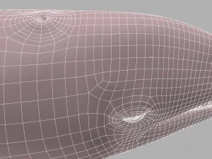 whale killer 3D Model