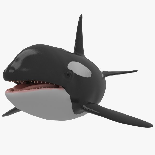 whale killer 3D Model .c4d .max .obj .3ds .fbx .stl .blend 