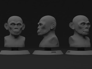 head monkey Modelo 3D