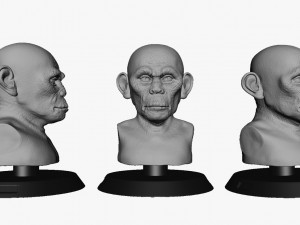 head monkey Modèle 3D
