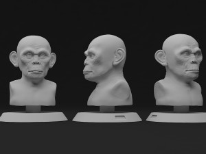 head monkey Modelo 3D
