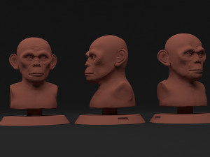 head monkey Modelo 3D