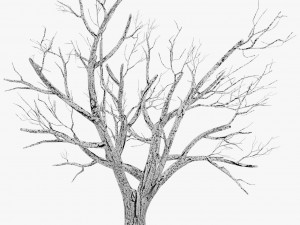 tree winter Modelo 3D