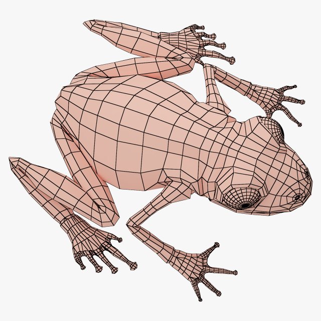 frog base mesh 3D मॉडल .c4d .max .obj .3ds .fbx .stl .blend 