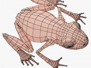 maglia di base della rana Modello 3D