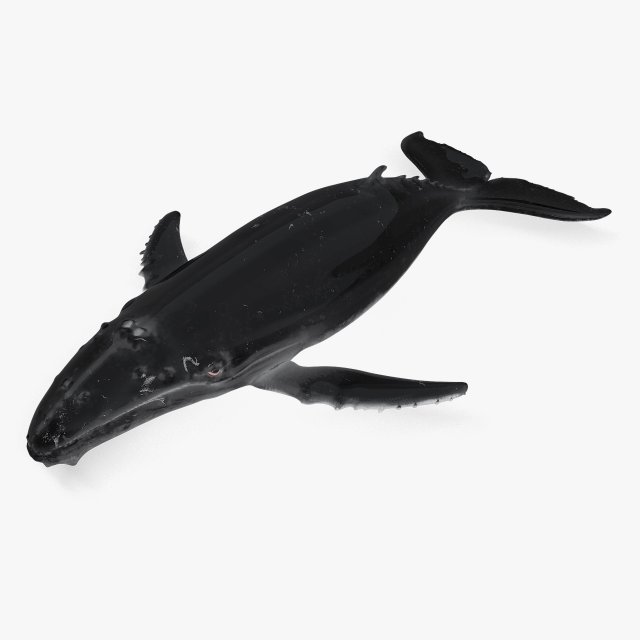 whale 3D-Modell .c4d .max .obj .3ds .fbx .stl .blend 