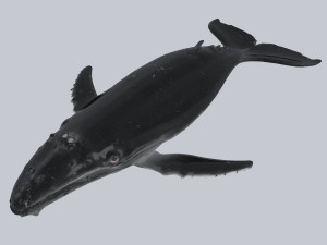 whale 3D-Modell