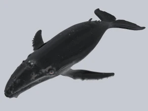 鯨 3Dモデル