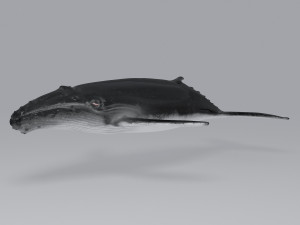 whale 3D-Modell