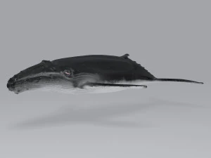 鯨 3Dモデル