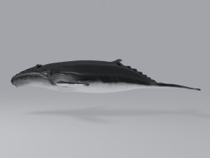 whale 3D-Modell