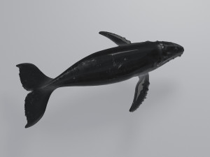whale 3D-Modell