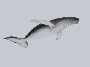 whale 3D-Modell