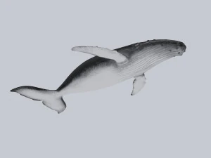 鯨 3Dモデル