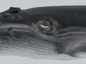 whale 3D-Modell