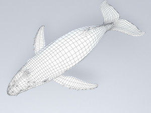 whale 3D-Modell