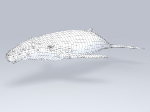 whale 3D-Modell