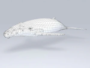 鯨 3Dモデル