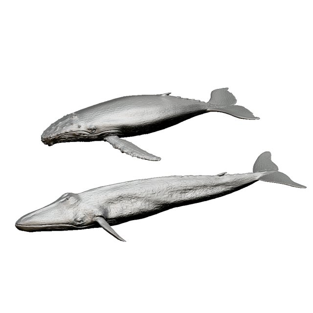 whale print 3d 3D Baskı Modeli .c4d .max .obj .3ds .fbx .stl .blend 
