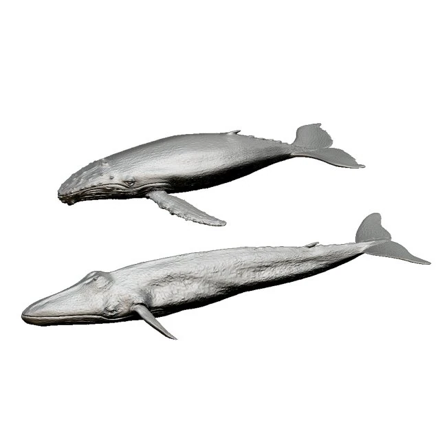 whale print 3d 3D Print Model .c4d .max .obj .3ds .fbx .stl .blend 