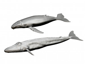 whale print 3d 3D Print Model