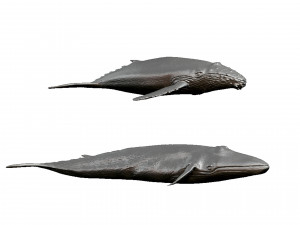 whale print 3d 3D Baskı Modeli
