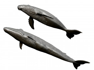 whale print 3d 3D Baskı Modeli