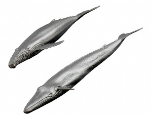 whale print 3d 3D Baskı Modeli