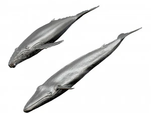 whale print 3d 3D Print Model