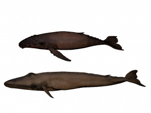 whale print 3d 3D Baskı Modeli