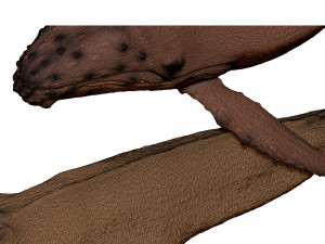 whale print 3d 3D Baskı Modeli