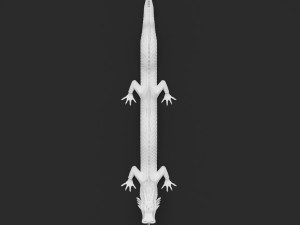 dragon 3D 模型