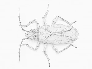 बग लो पॉली 3D मॉडल