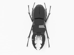 Bug low poly Model 3D