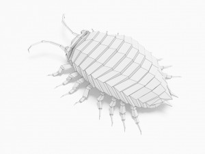 Bug low poly Model 3D