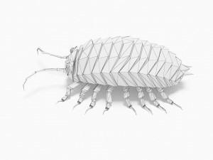 Bug low poly Model 3D