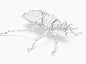 Bug low poly 3D मॉडल
