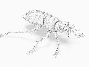Bug low poly 3D Model
