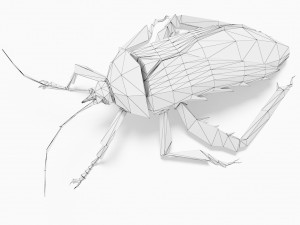 Bug low poly 3Dモデル