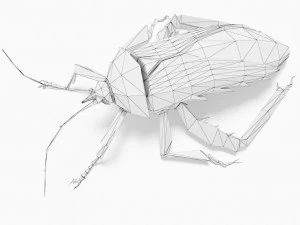 Bug low poly 3D Model