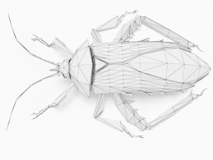 Bug low poly 3D Model