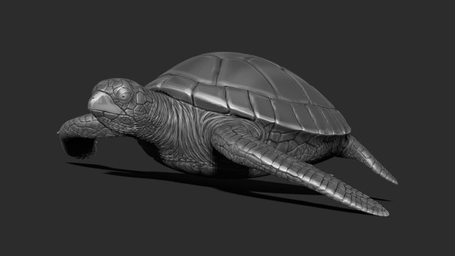 Turtle print 3d Modelo de impresión 3D .c4d .max .obj .3ds .fbx .stl .blend 