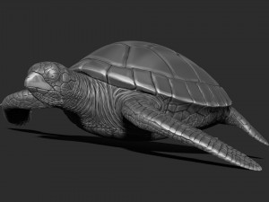 Turtle print 3d 3D Print Model