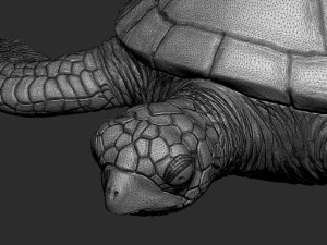 Impress&atilde;o de tartaruga 3d Modelo de Impressão 3D