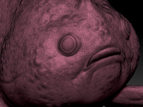 Clown Frogfish 3D मॉडल