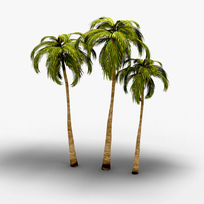 Coconut tree 3D Model .c4d .max .obj .3ds .fbx .stl .blend 