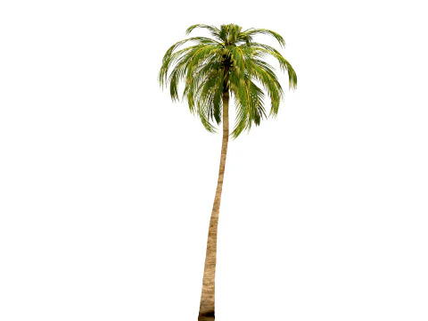 Coconut tree 3D Model